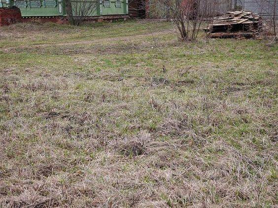 Everyone can see the messy lawn – but you have 20/20 vision & a high IQ if you can spot the sneaky cat in 7 seconds