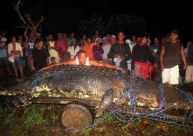 World’s largest croc ‘Lolong’ was 2,400lb man-eating beast who ‘ate fisherman & 12-year-old girl’…before dying of stress