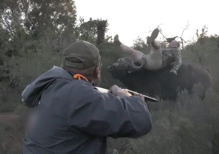 Shocking moment 2,000lb buffalo flips hunter into the air & punctures his leg in barrage of bullets