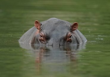 Fears Pablo Escobar’s escaped herd of randy cocaine hippos will explode SIXFOLD into 1,000-strong army after cull stalls
