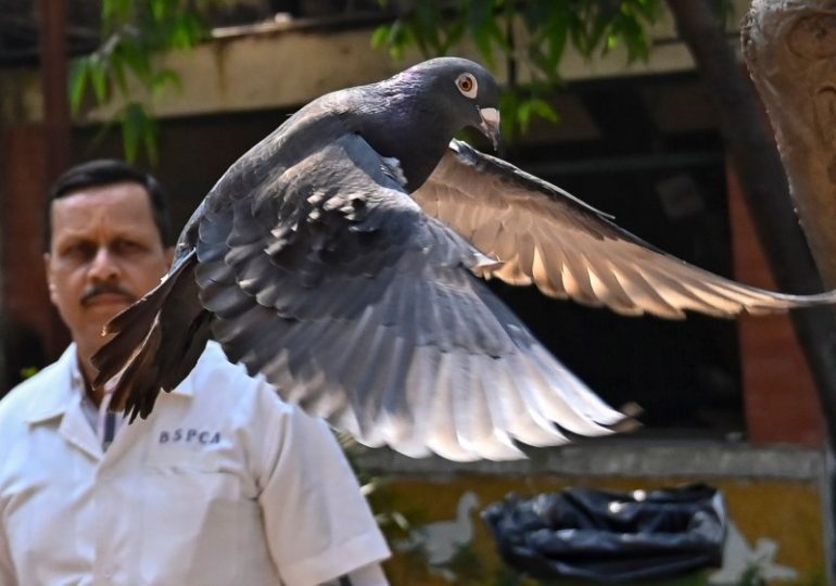 Suspected Chinese spy pigeon detained for eight months is FREED after riddle over ‘secret message on its foot’ is solved