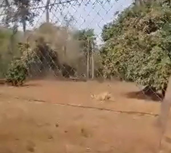 Zookeeper mauled to death by lion he had raised since birth in horror attack as he left gate open while feeding beast