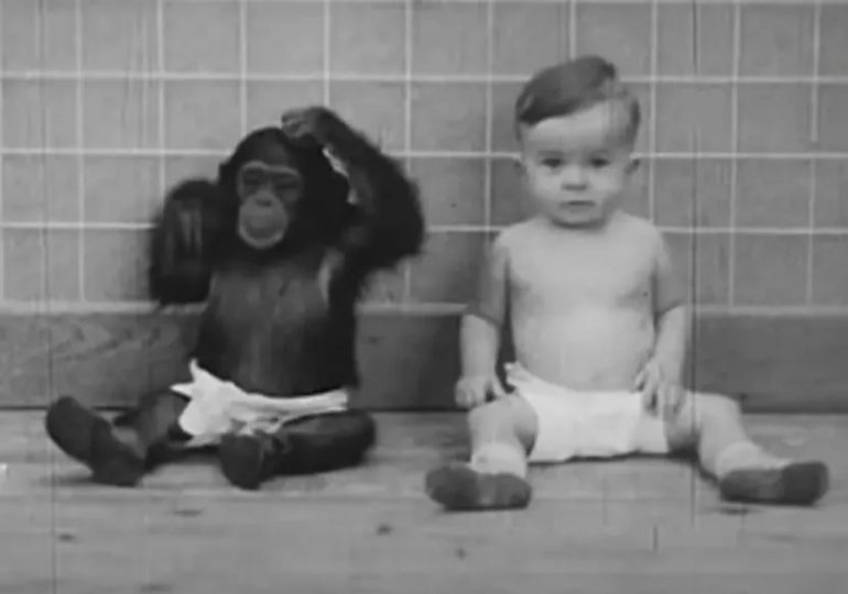 How baby raised as a ‘brother’ to an ape became ‘more monkey than human’ in twisted experiment – and ended in tragedy