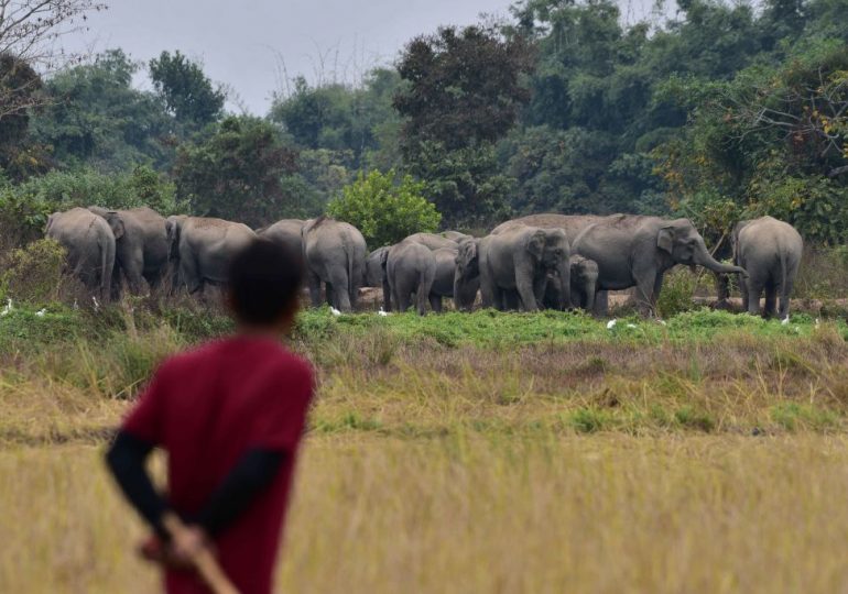 With New Series ‘Poacher,’ Alia Bhatt Raises Awareness of Elephant Poaching in India