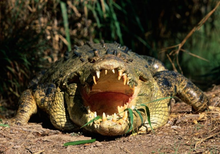 World’s deadliest animal attack saw crocodiles eat 500 soldiers alive with their comrades hearing chilling screams