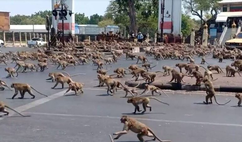 Terrifying 3,500-strong army of marauding MONKEYS invade city centre forcing tourists & locals to flee & shops to close