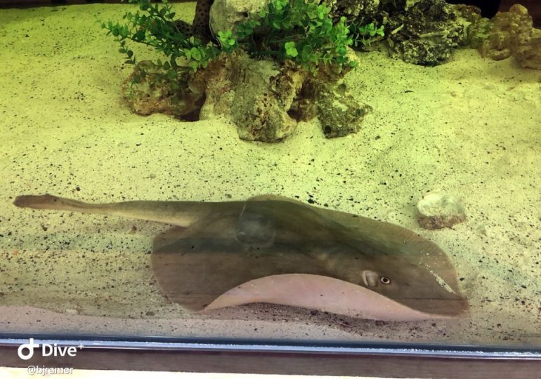 Stingray’s shock pregnancy after living in tank WITHOUT males – but bombshell theory could reveal mystery parent