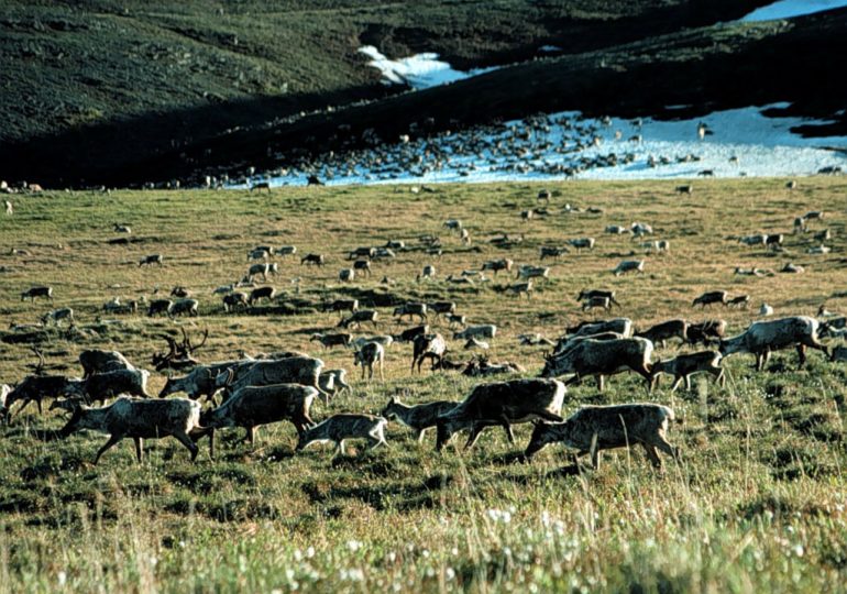 The Arctic Refuge Has Always Been a Case Study in Weaponizing—or Worse—Science for Oil