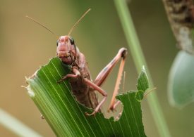 Climate Change Will Make Locust Outbreaks ‘Increasingly Hard to Prevent and Control’