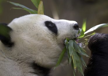 China Plans to Send San Diego Zoo More Pandas This Year, Reigniting Its Panda Diplomacy