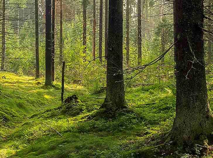 Everyone can see the trees in the forest but only those with 20/20 vision can spot the hidden frog in 10 seconds