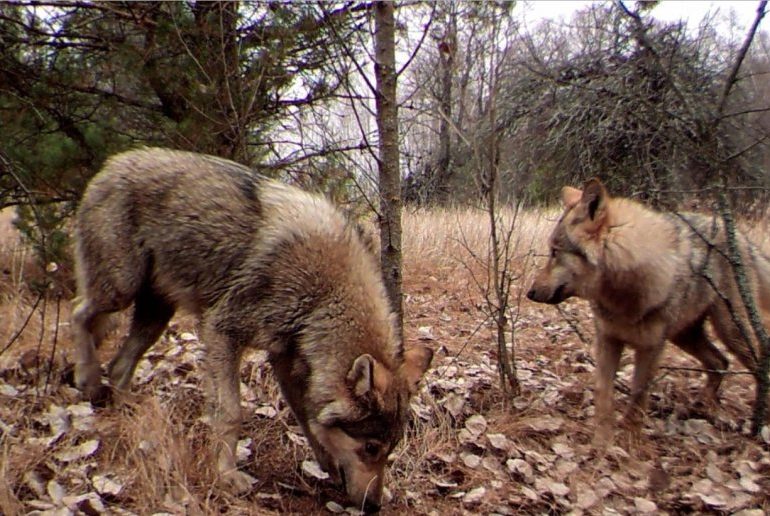 Mutant wolves roaming Chernobyl nuclear wasteland develop ‘invincibility’ superpower… that could help millions of humans