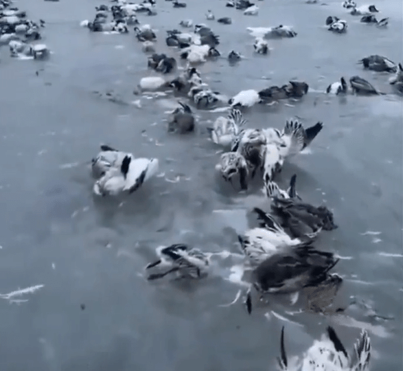 It’s so cold in China birds are being entombed in ice & commuters are coming home frozen SOLID amid freak -52C blast