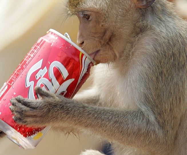 How army of sex-crazed monkeys ‘high on sugar’ invaded town after junk food buffet from locals feuled breeding-frenzy