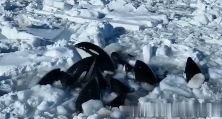 Tragic video shows pod of 13 killer whales TRAPPED in vast sheet of ice desperately trying to catch their breath