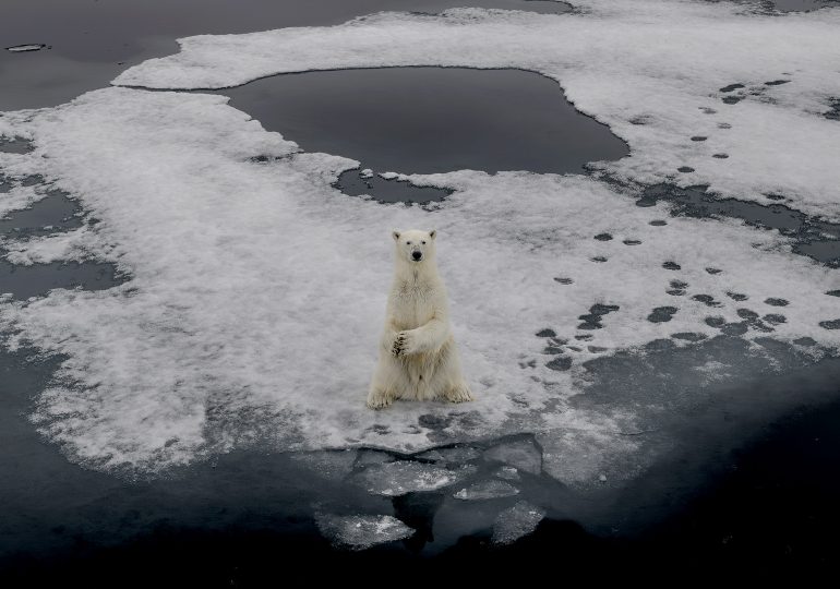 As the Ice Melts, Polar Bears Are Failing to Find Enough Food on Land