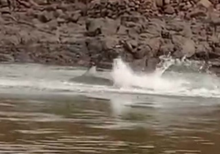 Shocking vid shows ‘Terminator’ shark thrashing in water after chomping swimmer’s leg off in shallow river