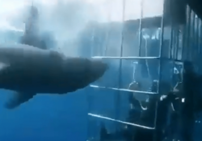 Shock video shows moment great white shark KILLS ITSELF in bloody frenzy after trying to break into diver’s cage