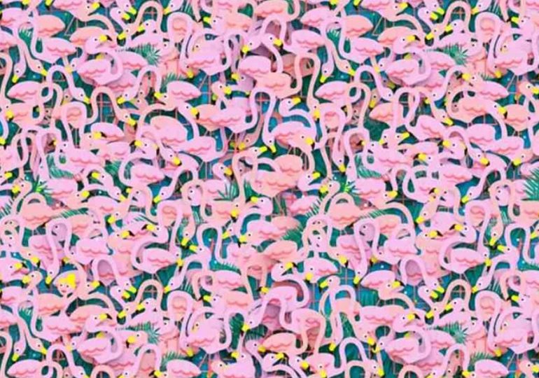 No one can count how many flamingos there are…but those with a high IQ can see the ballet dancer among them in 8 secs