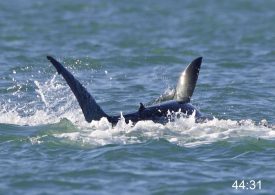 Watch moment orca mauls shark to death ripping out its liver in minutes before parading it in front of stunned tourists