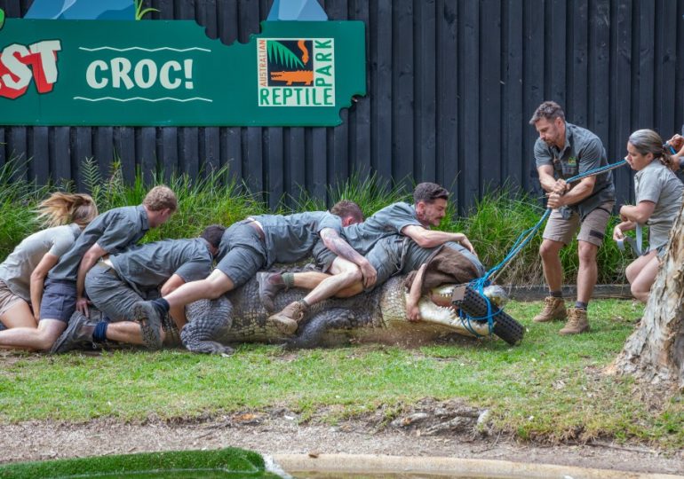 Moment 16ft crocodile ‘The Bonecrusher’ is bundled by 7 zookeepers before thrashing and lunging for one’s head