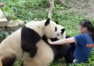Shocking moment zookeeper is pinned down by two pandas who chase her down inside enclosure during feeding time