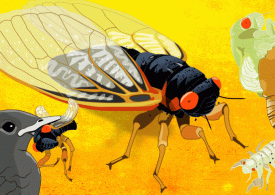 An Animated Guide to the Rare 2024 Cicada Co-Emergence 