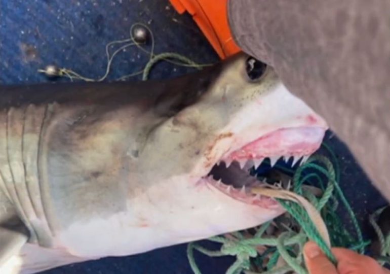 Boy, 16, mauled by great white shark while fishing off popular beach in Australia after hooking beast on line