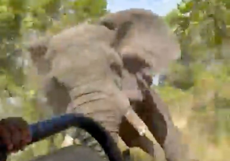 Horror moment crazed elephant FLIPS safari truck killing US tourist, 80, after terrifying 1.5-mile chase