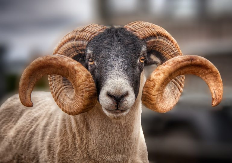 Two killed in horror sheep attack as cops forced to shoot rampaging beast dead after finding bodies lying in paddock