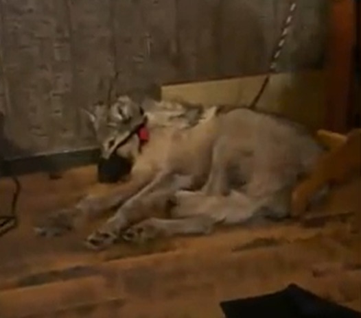 Heartbreaking video shows wolf’s final moments cowering before it was dragged out & shot by hunter who taped mouth shut