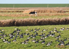 A Person in the U.S. Tested Positive for Bird Flu