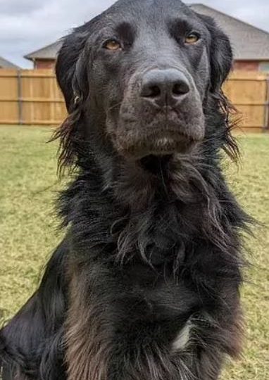 Black dog turns completely WHITE due to rare condition leaving owner stunned at two-year transformation