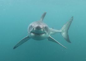 Man rushed to hospital after being mauled by shark in horror attack at popular remote surfing beach