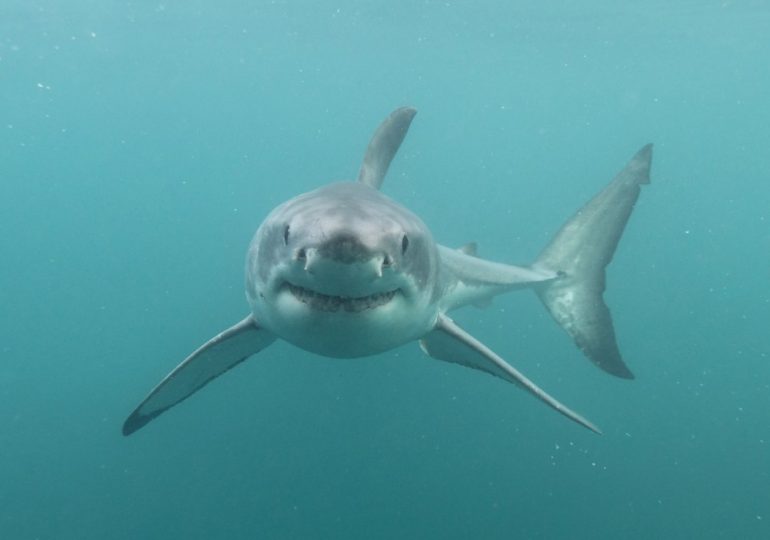 Man rushed to hospital after being mauled by shark in horror attack at popular remote surfing beach