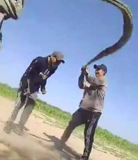Fury as giggling idiots film themselves using a SNAKE as a skipping rope before one trips on beast in mid-air