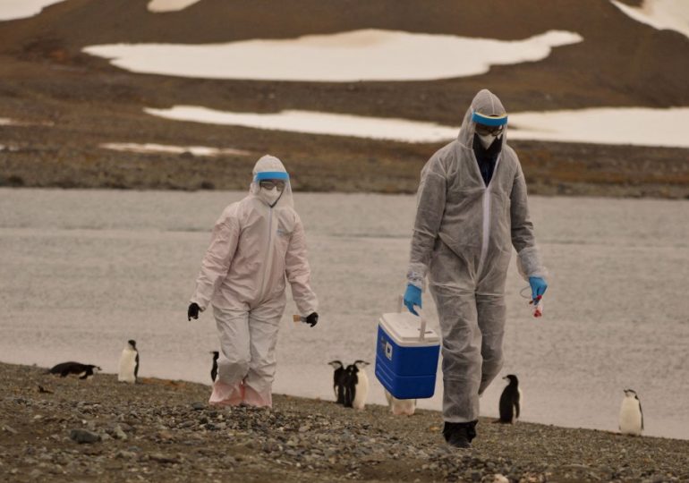 ‘Antarctic Plague’ panic after THOUSANDS of penguins are found dead as scientists suspect deadly H5N1 outbreak