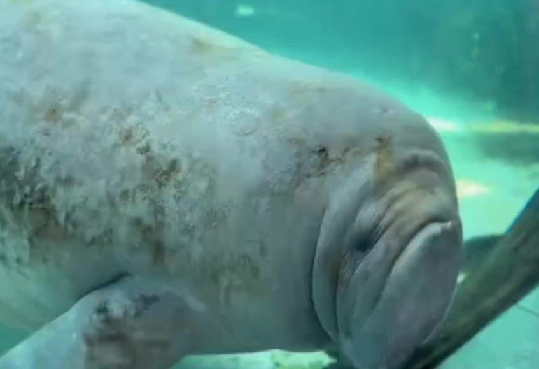 Tragic video shows ‘world’s loneliest manatee Buffett banging head against aquarium tank’ as experts blast ‘torture’