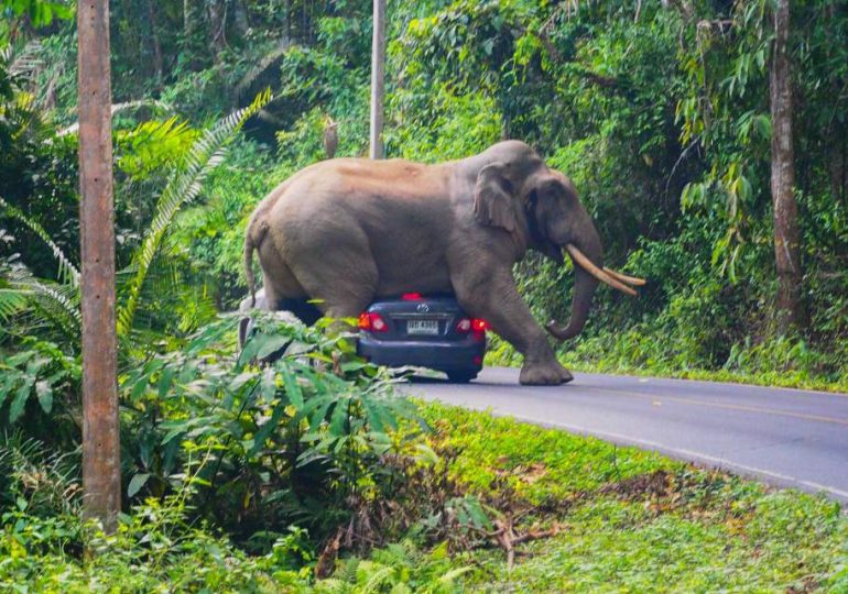 World’s elephant attack capital in Thailand where jumbos rampage through streets & crush locals… & tourists are to blame