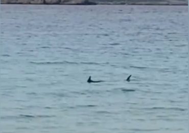 Shark spotted off Brit hols hotspot beach as tourists BANNED from going in sea after beast seen lurking near shore