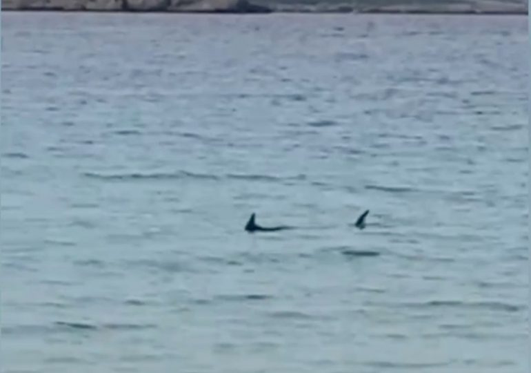 Shark spotted off Brit hols hotspot beach as tourists BANNED from going in sea after beast seen lurking near shore