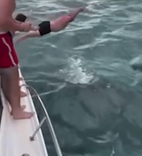 Shocking vid shows ‘stupid’ thrill-seeker ‘body slamming’ killer whale from boat in New Zealand in front of jeering pals