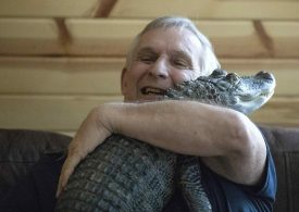 Viral Emotional Support Alligator Has Gone Missing, Owner Says