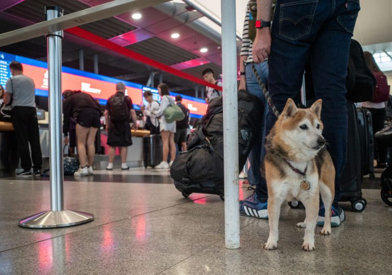 Your Dogs Can Now Fly in Luxury With a New Airline Just for Them