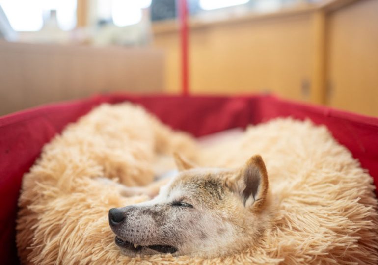 Kabosu, the Shiba Inu That Inspired the ‘Doge’ Meme and Cryptocurrency, Has Died at Age 18