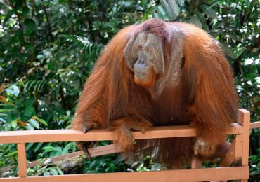 Malaysia Plans Its Own ’Orangutan Diplomacy,’ Inspired by China’s ‘Panda Diplomacy’