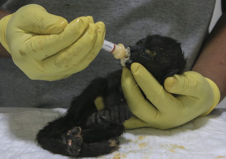 Howler Monkeys in Mexico are Dropping Dead From the Trees Amid Brutal Heatwave