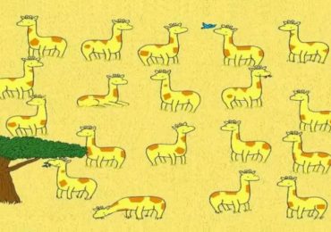Everyone can see the giraffes – but you have 20/20 vision if you spot the animal with no twin in less than 17 seconds
