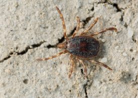 Plague of bloodsucking & disease spreading ‘Monster Ticks’ infesting Brit holiday hotspots as they spread across Europe