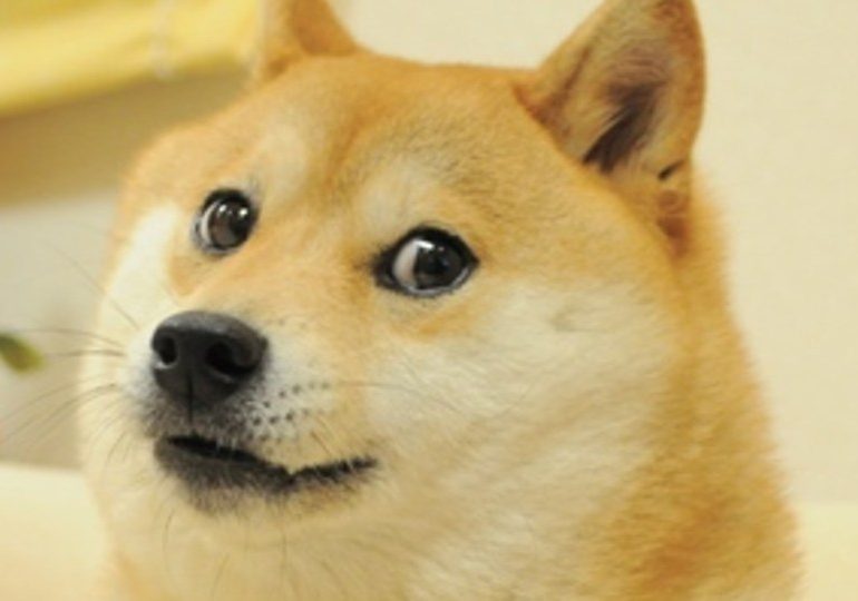 Kabosu dead – World famous Doge meme dog who inspired Elon Musk’s beloved Dogecoin dies aged 19